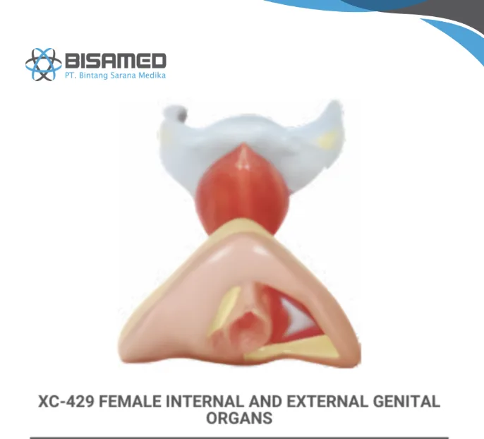 XINCH XC-429 FEMALE INTERNAL & EXTERNAL GENITAL ORGANS