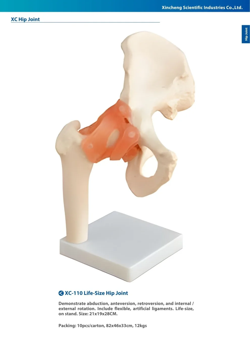 XINCH XC-110 LIFE-SIZE HIP JOINT