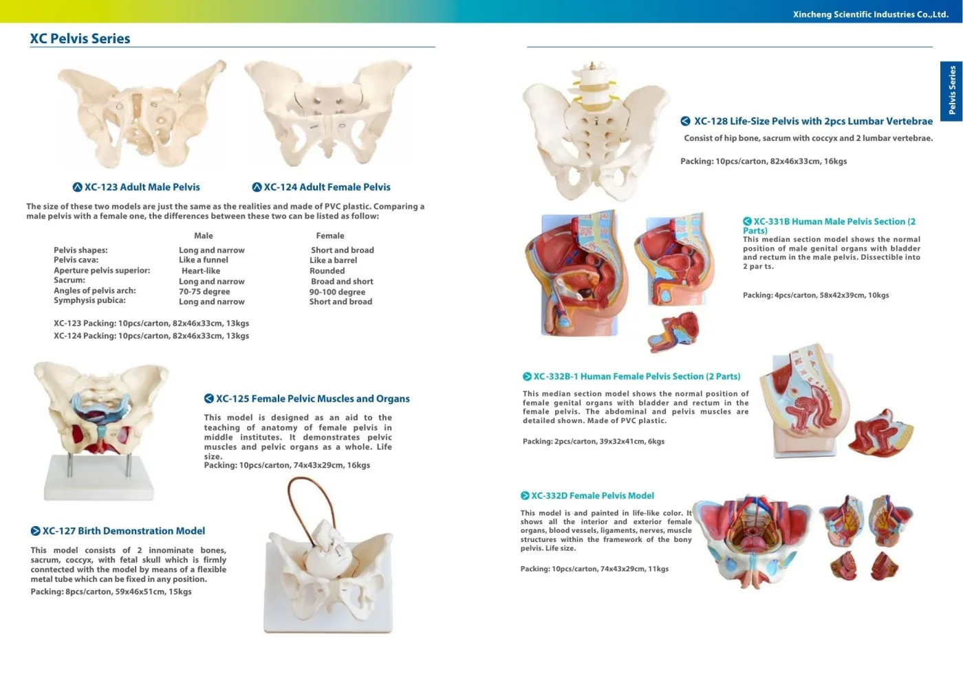 XINCH XC-125 FEMALE PELVIC MUSCLES AND ORGANS