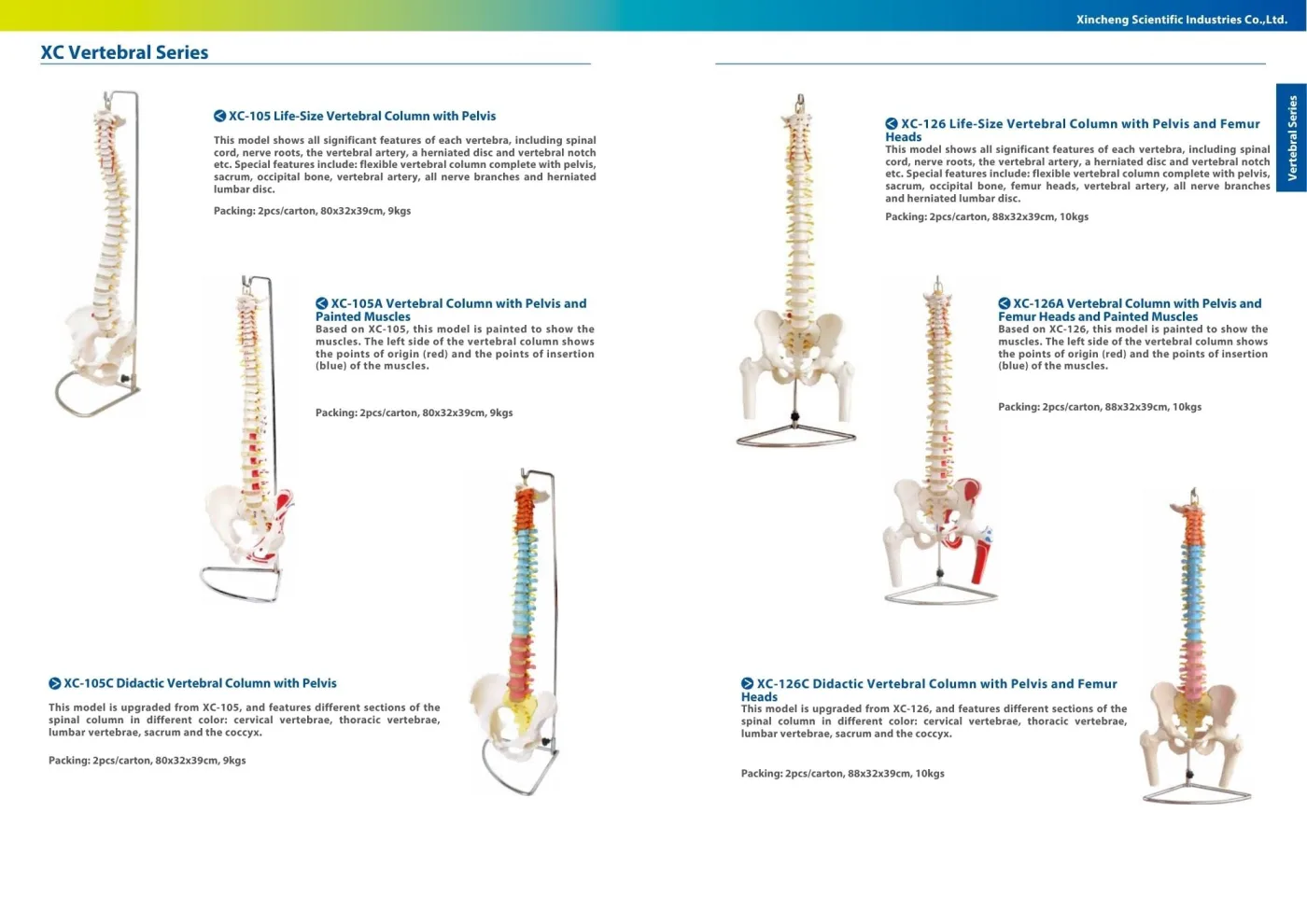 XINCH XC-126 FLEXIBLE VERTEBRAL W/ PELVIS & FEMUR