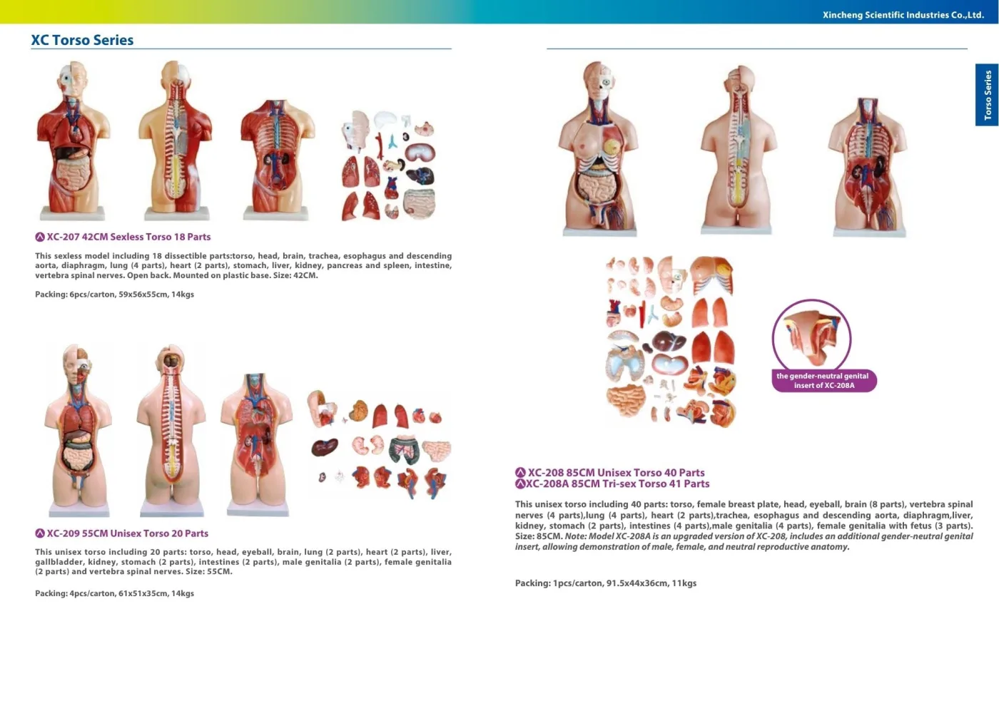 XINCH XC-208A 85CM TRI-SEX TORSO 41 PARTS