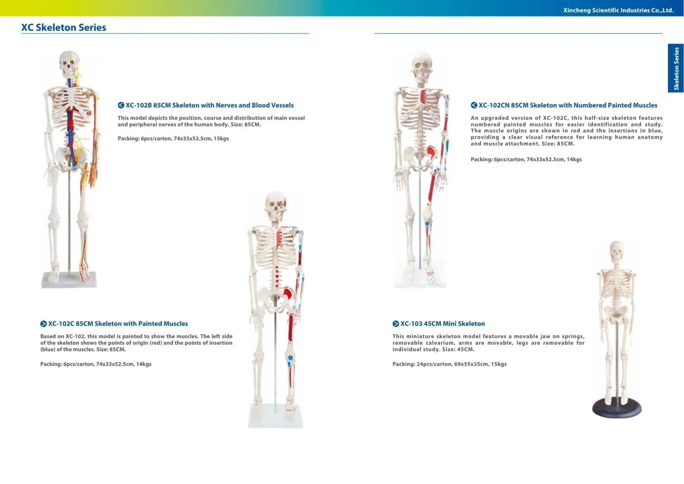 XINCH XC-102C 85CM SKELETON WITH PAINTED MUSCLES