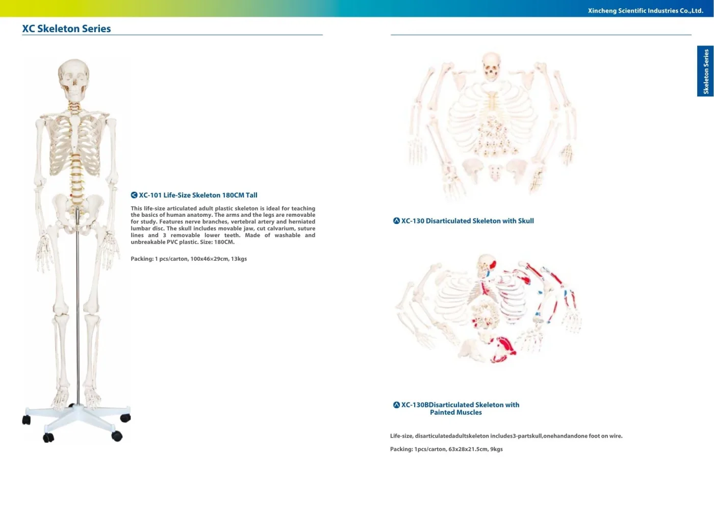 XINCH XC-130 DISARTICULATED SKELETON