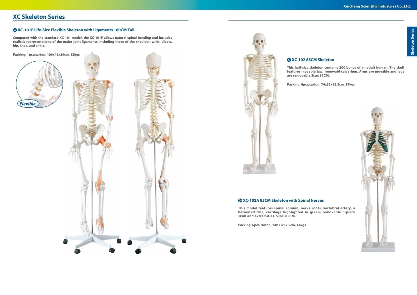 XINCH XC-102A 85CM SKELETON WITH NERVES