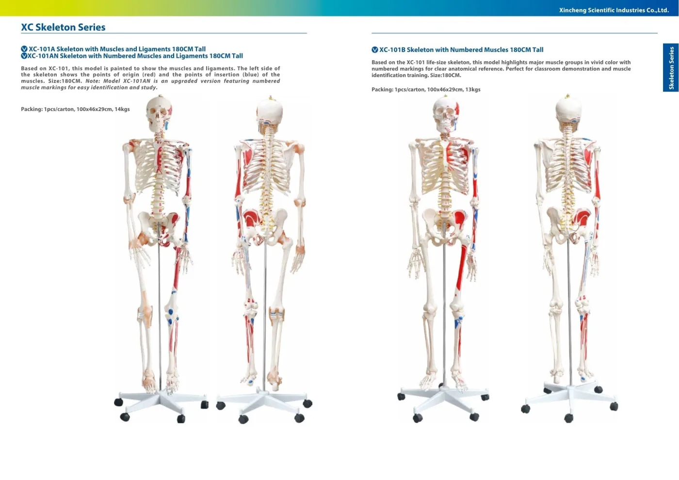 XINCH XC-101A 180CM SKELETON WITH MUSCLES AND LIGAMENTS