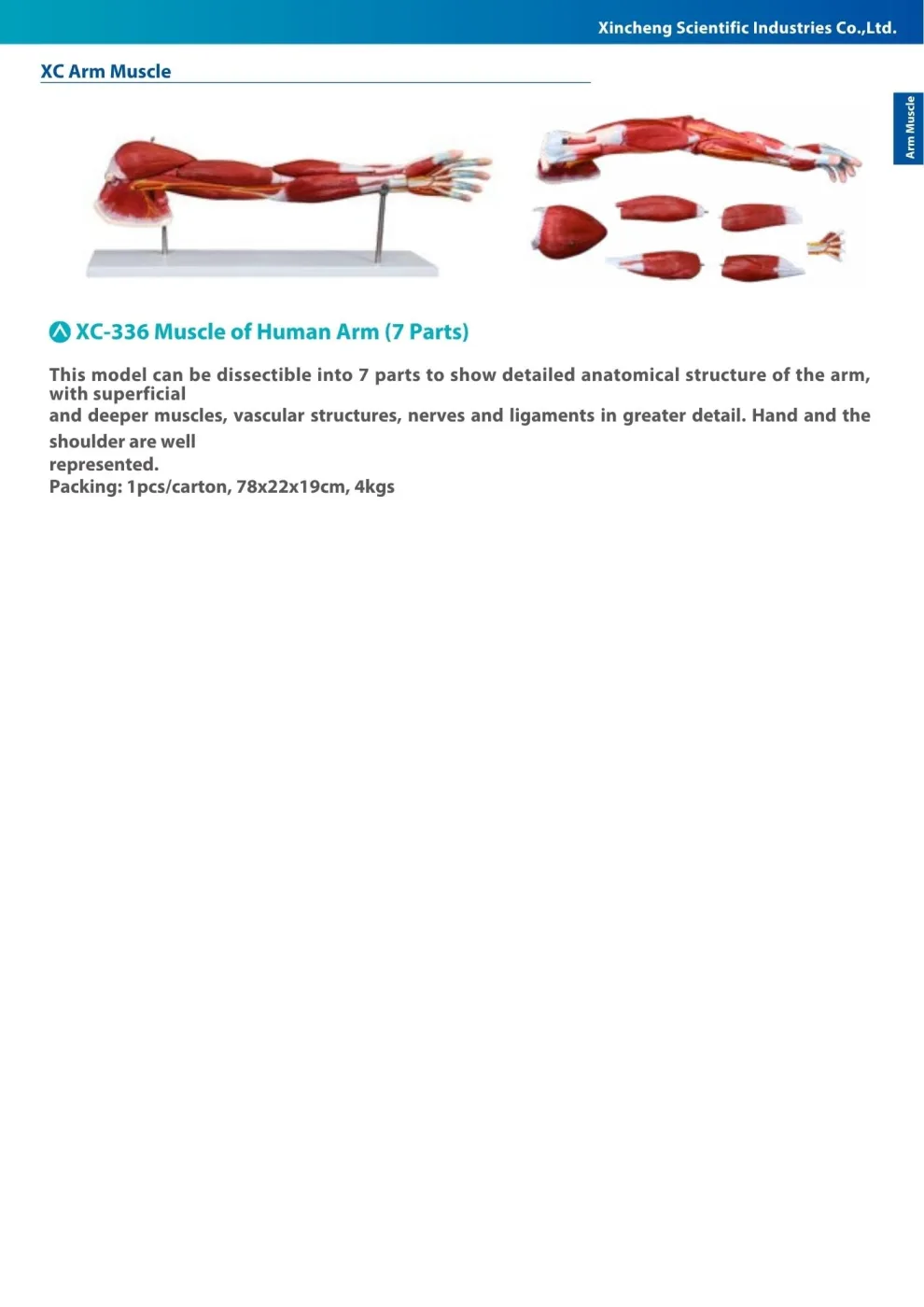 XINCH XC-336 MULCLE OF HUMAN ARM 7 PARTS