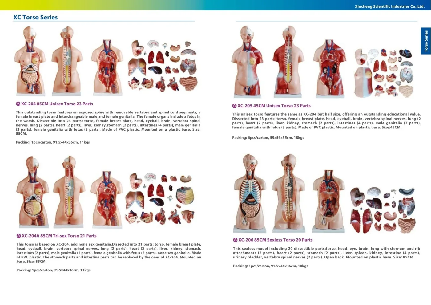 XINCH XC-204 85CM UNISEX TORSO 23 PARTS