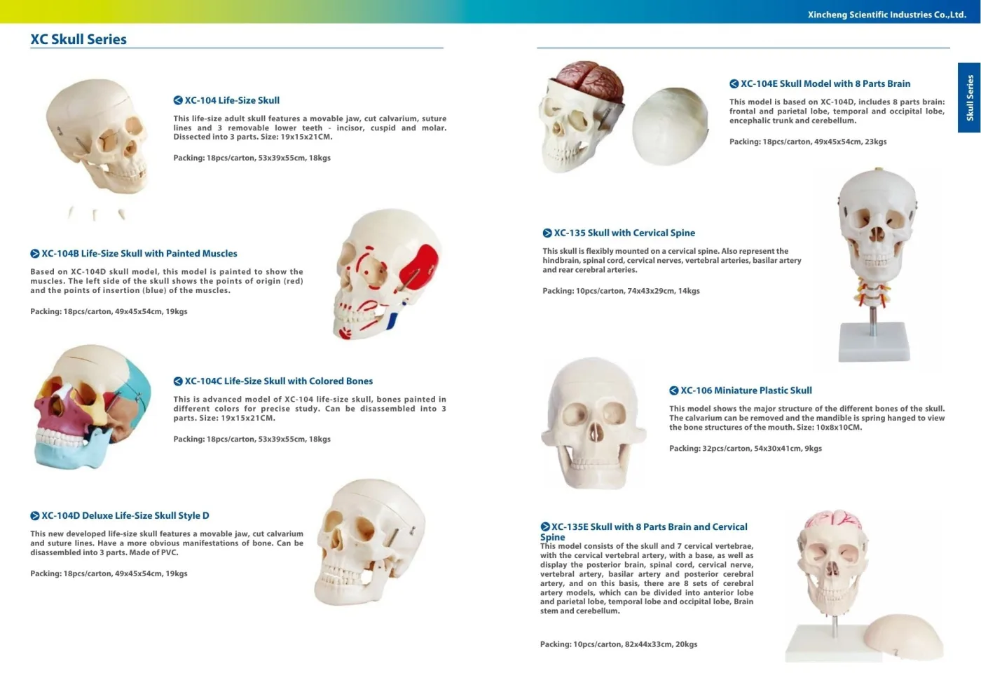 XINCH XC-135E SKULL W/ 8 PARTS BRAIN AND CERVICAL SPINE