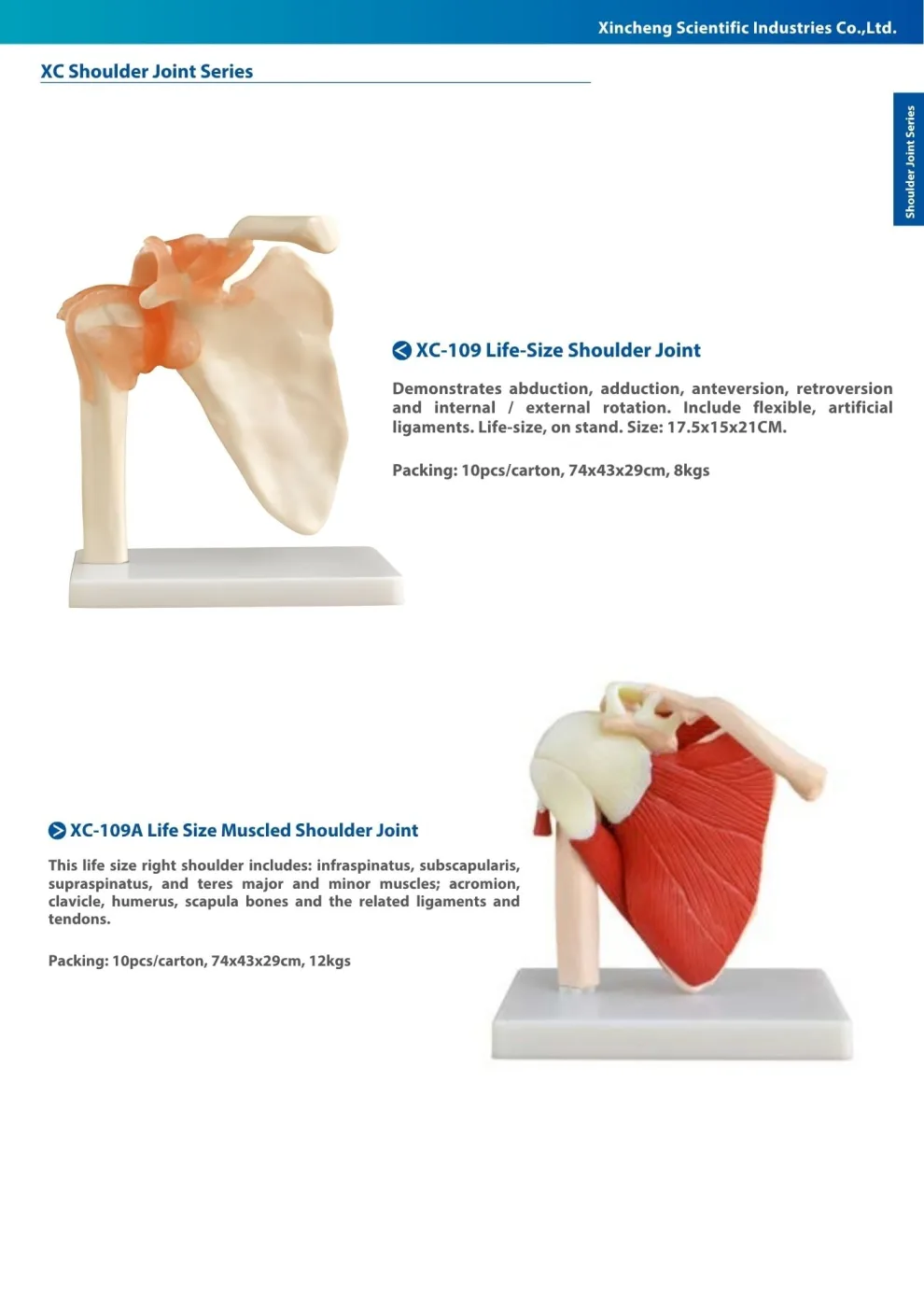 XINCH XC-109 LIFE-SIZE SHOULDER JOINT