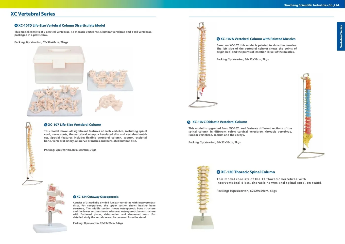XINCH XC-107C DIDACTIC VERTEBRAL COLUMN