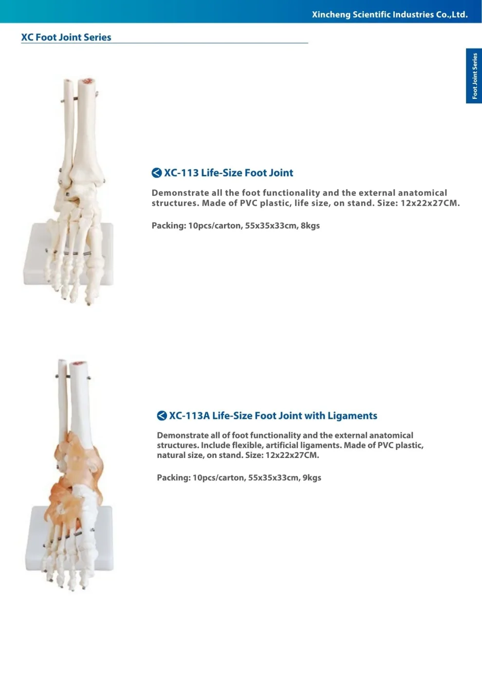 XINCH XC-113A LIFE-SIZE FOOT JOINT WITH LIGAMENTS