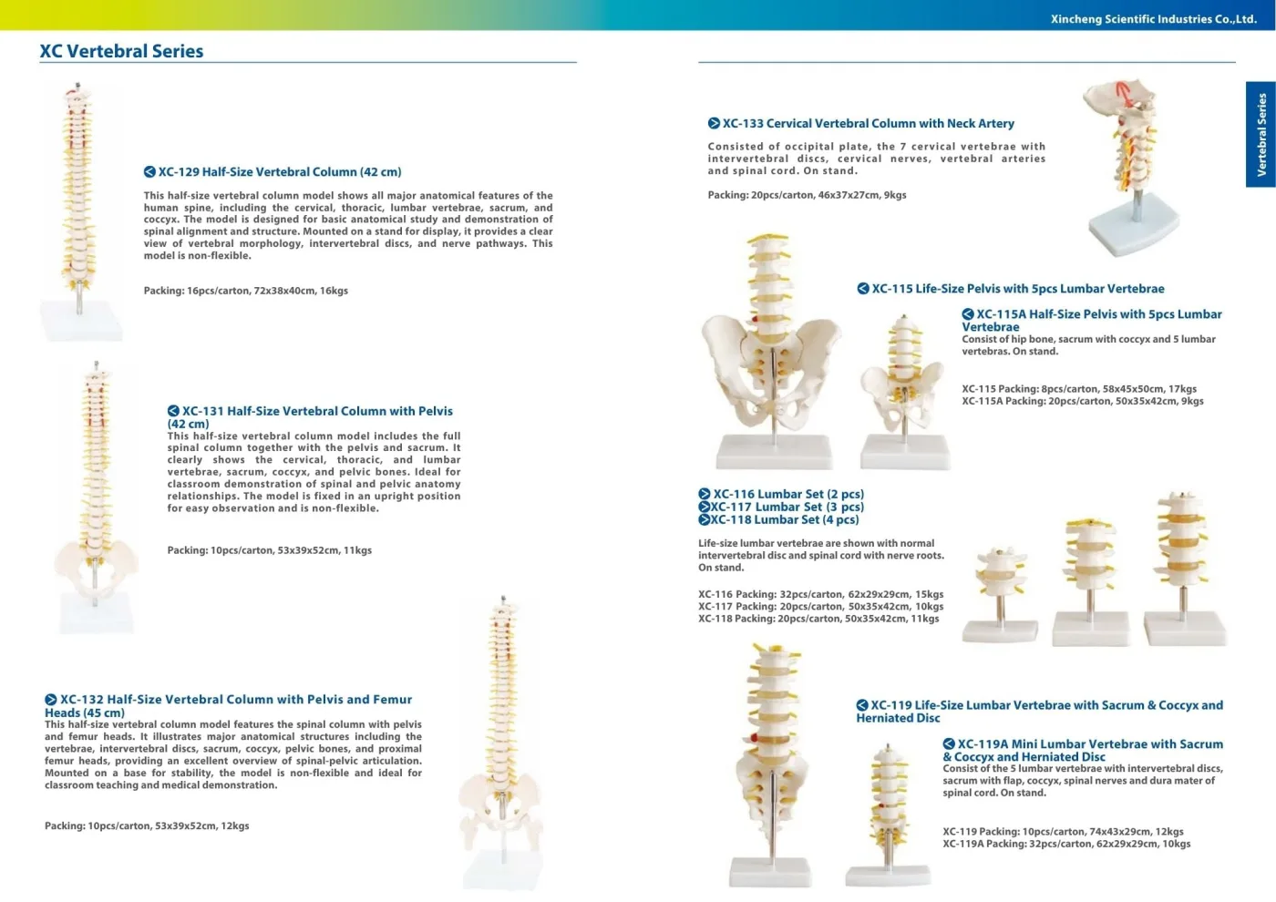 XINCH XC-133 CERVICAL VERTEBRAL W/ NECK ARTERY