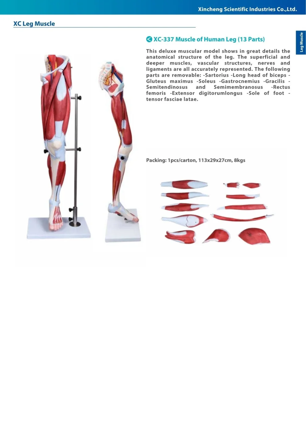 XINCH XC-337 MUSCLE OF HUMAN LEG 13 PARTS